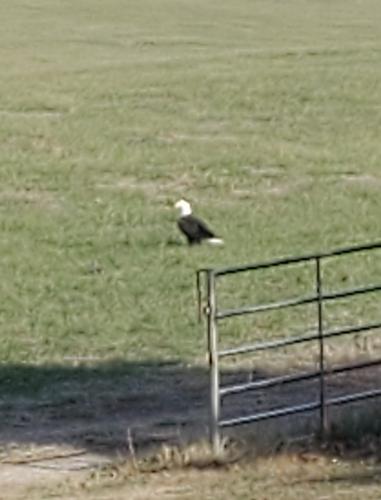 Click image for larger version

Name:	Bald Eagle in the hay field.jpg
Views:	29
Size:	107.2 KB
ID:	13878