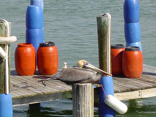 Click image for larger version

Name:	Brown Pelican St. Petersburg, FL 1.JPG
Views:	45
Size:	539.1 KB
ID:	7819