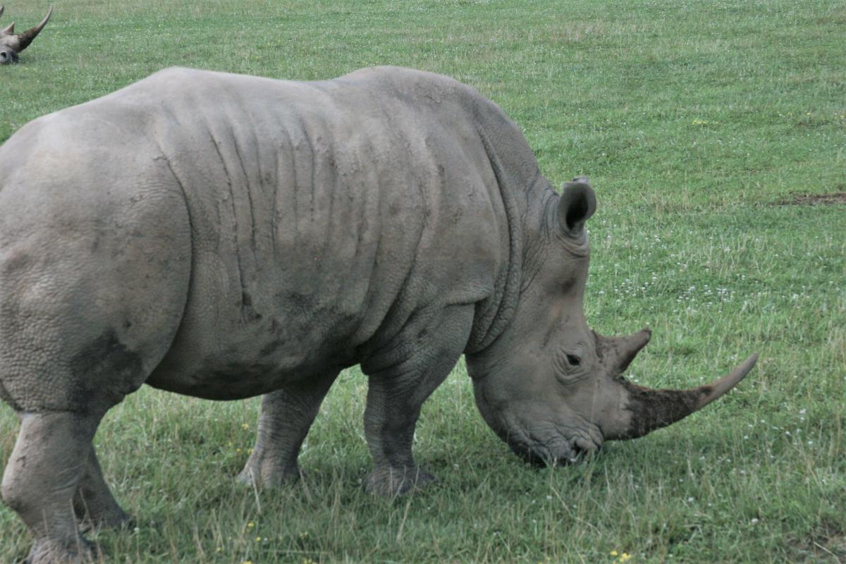 White Rhino at the Wilds