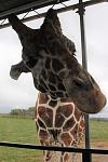 Giraffe having a visit at the Wilds
