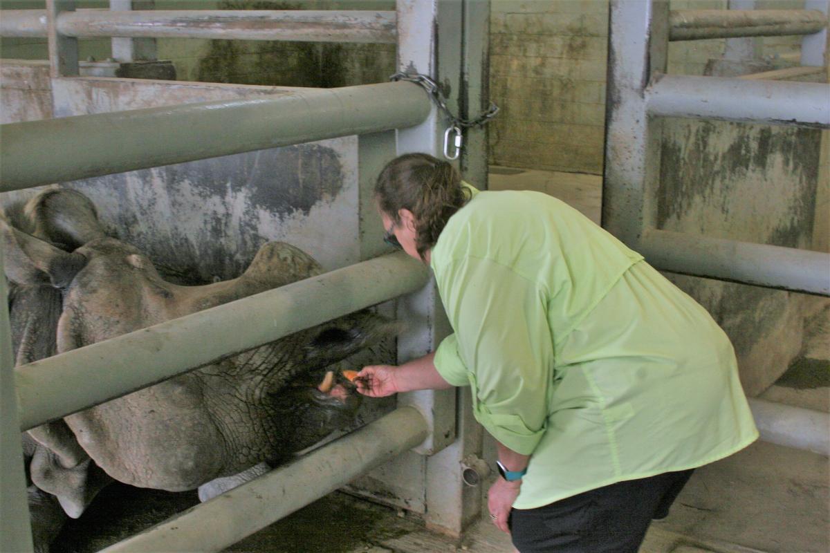 Carol feeding a Black Rhino